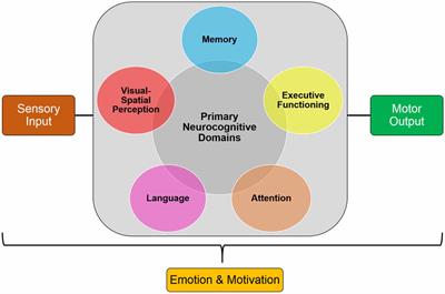 Potentials and Pitfalls of Cross-Translational Models of Cognitive Impairment